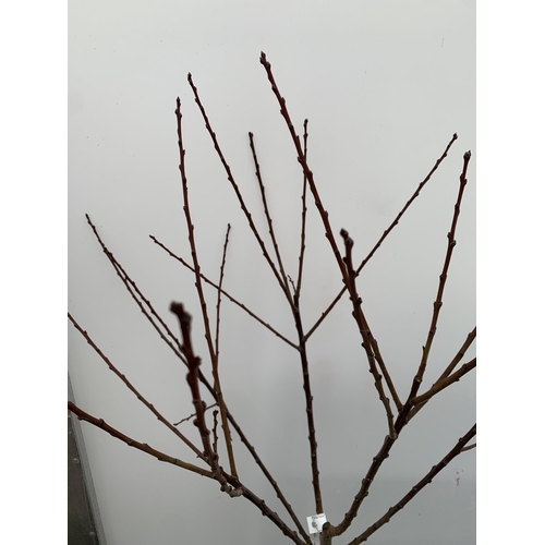 72 - ONE PLUM PRUNUS FRUIT TREE 'OPAL'. APPROX 2 METRES IN HEIGHT IN A 12 LTR POT. ONE OF THE MOST RELIAB... 