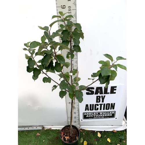 75 - ONE COOKING APPLE BRAMLEY'S SEEDING MALUS TREE. APPROX 190CM TALL IN A 12 LTR POT. PROPAGATED FROM T... 