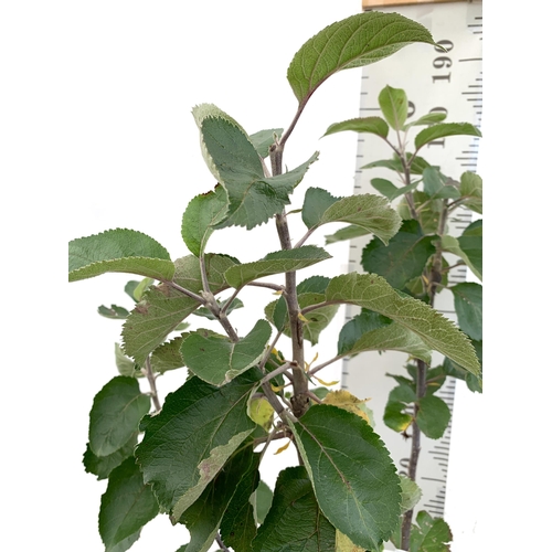 75 - ONE COOKING APPLE BRAMLEY'S SEEDING MALUS TREE. APPROX 190CM TALL IN A 12 LTR POT. PROPAGATED FROM T... 