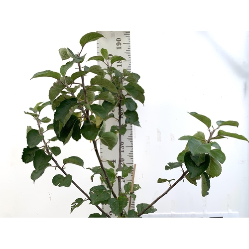 75 - ONE COOKING APPLE BRAMLEY'S SEEDING MALUS TREE. APPROX 190CM TALL IN A 12 LTR POT. PROPAGATED FROM T... 