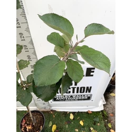 75 - ONE COOKING APPLE BRAMLEY'S SEEDING MALUS TREE. APPROX 190CM TALL IN A 12 LTR POT. PROPAGATED FROM T... 