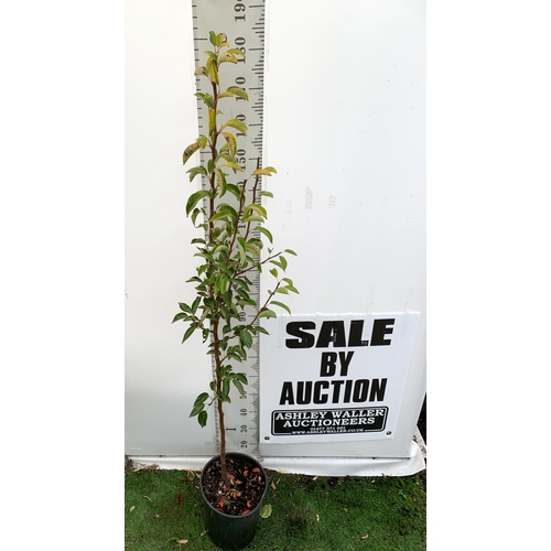 76 - ONE PEAR PYRUS FRUIT TREE WILLIAMS' BON CHRETIEN APPROX 180CM TALL. IN A 12 LTR POT, THIS PEAR IS A ... 