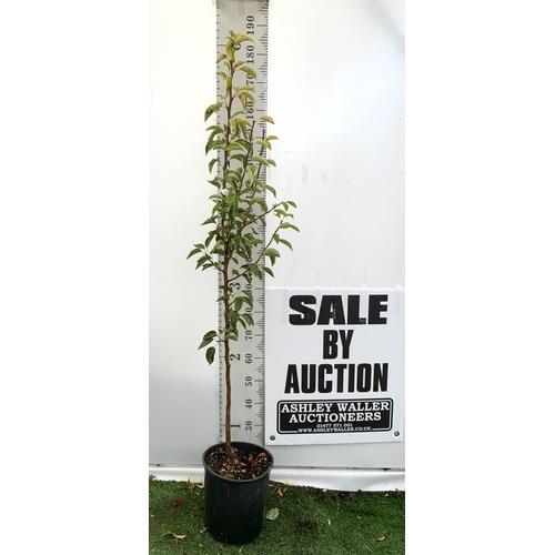 76 - ONE PEAR PYRUS FRUIT TREE WILLIAMS' BON CHRETIEN APPROX 180CM TALL. IN A 12 LTR POT, THIS PEAR IS A ... 