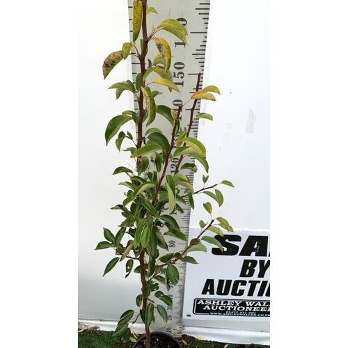 76 - ONE PEAR PYRUS FRUIT TREE WILLIAMS' BON CHRETIEN APPROX 180CM TALL. IN A 12 LTR POT, THIS PEAR IS A ... 