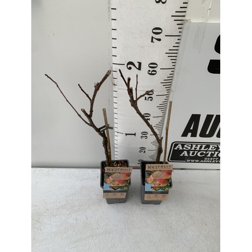 85 - TWO EATING APPLE FRUIT TREES IN 5 LTR POTS.  TWO MALUS DOMESTICA 'JONAGOLD' APPROX 70CM IN HEIGHT. T... 