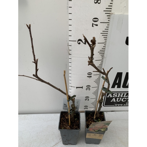 86 - TWO EATING APPLE FRUIT TREES IN 5 LTR POTS.  TWO MALUS DOMESTICA 'ELSTAR' APPROX 80CM IN HEIGHT. TO ... 