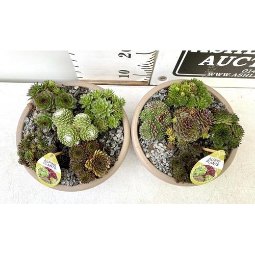 87 - TWO SHALLOW DECORATIVE BOWLS FILLED WITH ALPINE PLANTS - SEMPERVIVUMS ETC AND COLOURED GRAVEL. BOWLS... 