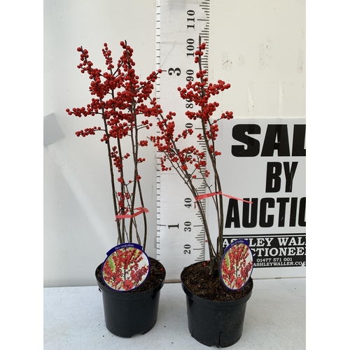 89 - 2 LARGE HOLLY ILEX VERTICILLATA WINTERBERRY IN 5 LTR POTS. APPROX A METRE TALL LADEN WITH BERRIES. T... 