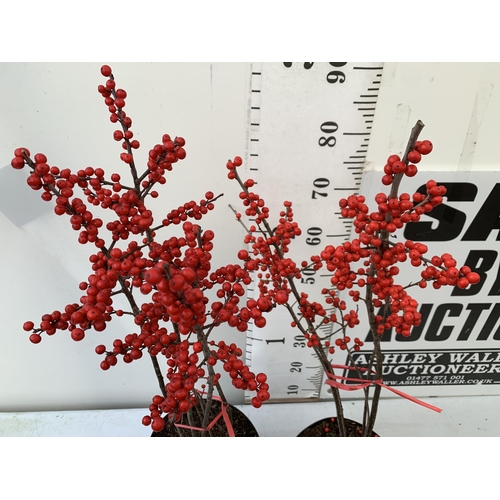 89 - 2 LARGE HOLLY ILEX VERTICILLATA WINTERBERRY IN 5 LTR POTS. APPROX A METRE TALL LADEN WITH BERRIES. T... 