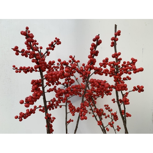 89 - 2 LARGE HOLLY ILEX VERTICILLATA WINTERBERRY IN 5 LTR POTS. APPROX A METRE TALL LADEN WITH BERRIES. T... 