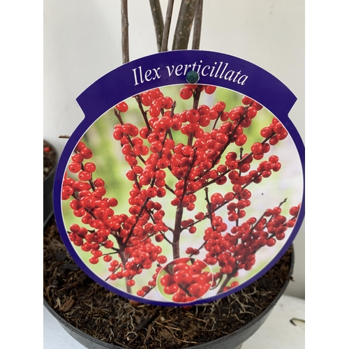 89 - 2 LARGE HOLLY ILEX VERTICILLATA WINTERBERRY IN 5 LTR POTS. APPROX A METRE TALL LADEN WITH BERRIES. T... 