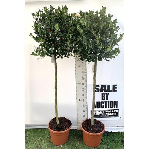 94 - A PAIR OF STANDARD HOLLY ILEX AQUIFOLIUM J C VAN TOLL TREES OVER 200CM IN A 20 LITRE POT TO BE SOLD ... 