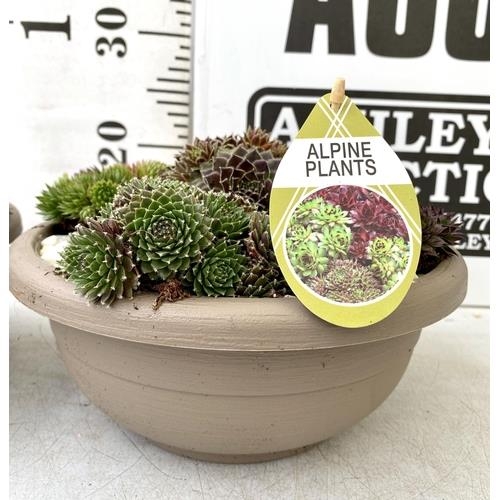 105 - TWO SHALLOW DECORATIVE BOWLS FILLED WITH ALPINE PLANTS - SEMPERVIVUMS ETC AND COLOURED GRAVEL. BOWLS... 