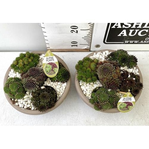 105 - TWO SHALLOW DECORATIVE BOWLS FILLED WITH ALPINE PLANTS - SEMPERVIVUMS ETC AND COLOURED GRAVEL. BOWLS... 