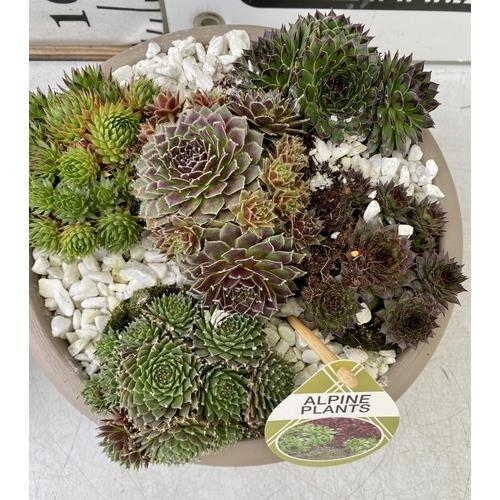 105 - TWO SHALLOW DECORATIVE BOWLS FILLED WITH ALPINE PLANTS - SEMPERVIVUMS ETC AND COLOURED GRAVEL. BOWLS... 