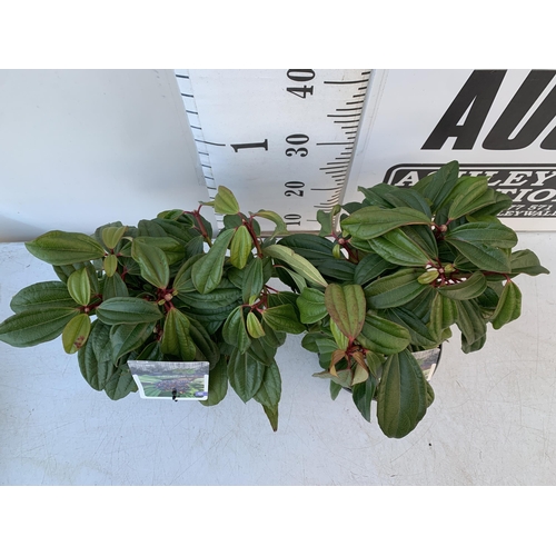 126 - TWO VIBURNUM DAVIDII IN 2 LTR POTS. HAS VIBRANT BLACK BERRIES IN SUMMER. APPROX 40CM IN HEIGHT TO BE... 