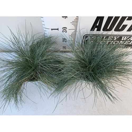 127 - TWO FESTUCA GLAUCA 'INTENSE BLUE' GRASSES IN 2 LTR POTS. APPROX 40CM IN HEIGHT, TO BE SOLD FOR THE T... 