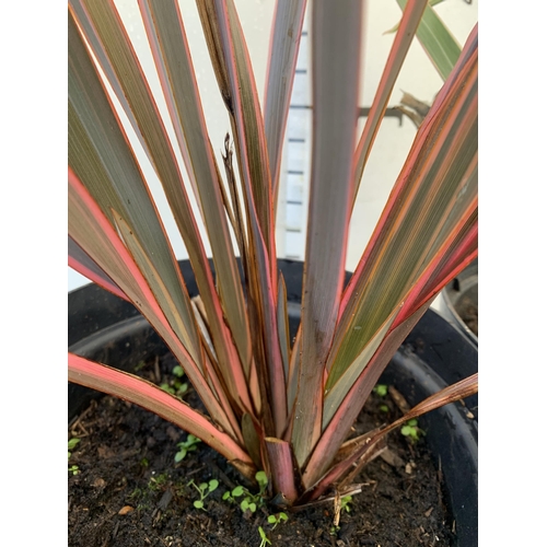 129 - TWO LARGE PHORMIUM TENAX 'RAINBOW QUEEN' AND 'TRICOLOUR' APPROX 50-60CM IN HEIGHT IN 5 LTR POTS TO B... 