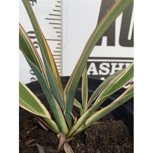 129 - TWO LARGE PHORMIUM TENAX 'RAINBOW QUEEN' AND 'TRICOLOUR' APPROX 50-60CM IN HEIGHT IN 5 LTR POTS TO B... 