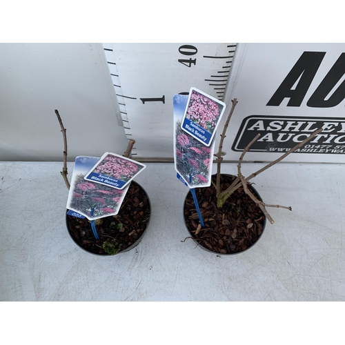 133 - TWO SAMBUCUS NIGRA 'BLACK BEAUTY' IN 2 LTR POTS. APPROX 40CM IN HEIGHT TO BE SOLD FOR THE TWO