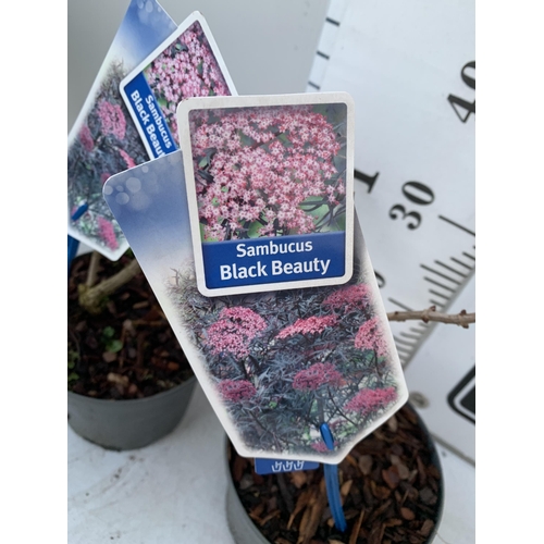 133 - TWO SAMBUCUS NIGRA 'BLACK BEAUTY' IN 2 LTR POTS. APPROX 40CM IN HEIGHT TO BE SOLD FOR THE TWO