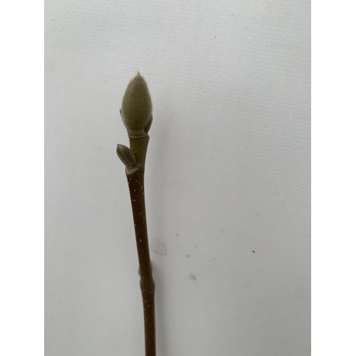 134 - TWO LARGE MAGNOLIA VARIETIES IN BUD- 'YELLOW BIRD' AND PINK 'SATISFACTION'. IN 5 LTR POTS AND APPROX... 