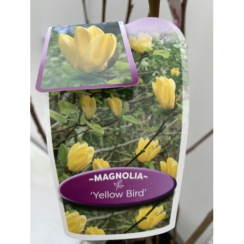 134 - TWO LARGE MAGNOLIA VARIETIES IN BUD- 'YELLOW BIRD' AND PINK 'SATISFACTION'. IN 5 LTR POTS AND APPROX... 