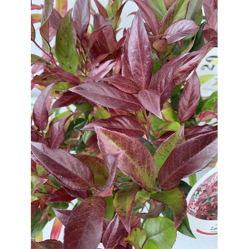 135 - TWO LEUCOTHOE 'SCARLETTA ZEBLID' IN 2 LTR POTS. GREAT COLOUR SHRUBS APPROX 40CM IN HEIGHT. TO BE SOL... 