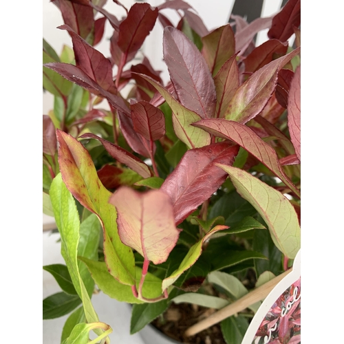 135 - TWO LEUCOTHOE 'SCARLETTA ZEBLID' IN 2 LTR POTS. GREAT COLOUR SHRUBS APPROX 40CM IN HEIGHT. TO BE SOL... 