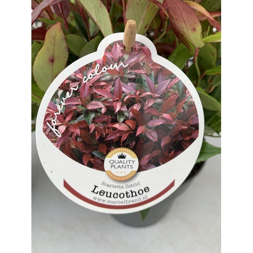 135 - TWO LEUCOTHOE 'SCARLETTA ZEBLID' IN 2 LTR POTS. GREAT COLOUR SHRUBS APPROX 40CM IN HEIGHT. TO BE SOL... 