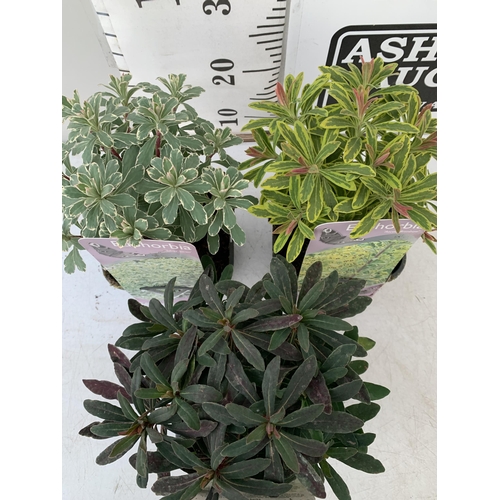 137 - THREE EUPHORBIA VARIETIES 'PURPUREA', 'ASCOTT RAINBOW' AND 'SILVER SWAN'. IN 2 LTR POTS. APPROX 30CM... 