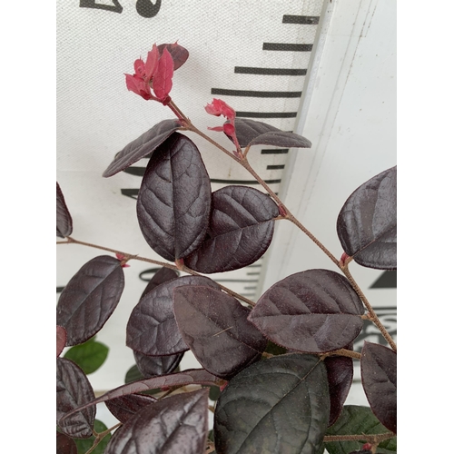 140 - TWO LOROPETALUM CHINESE FRINGE FLOWER 'FIRE DANCE' IN 2 LTR POTS. EVERGREEN WITH BRIGHT PINK STRAP F... 