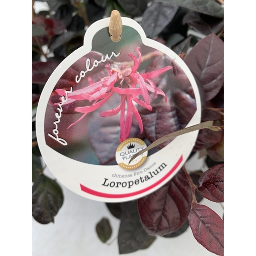 140 - TWO LOROPETALUM CHINESE FRINGE FLOWER 'FIRE DANCE' IN 2 LTR POTS. EVERGREEN WITH BRIGHT PINK STRAP F... 