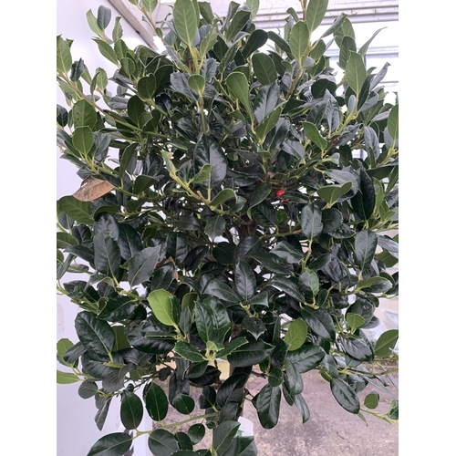 149 - A LARGE STANDARD HOLLY ILEX AQUIFOLIUM J C VAN TOLL TREE WITH BERRIES APPROX 200CM IN HEIGHT, IN A 2... 