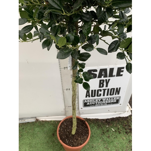 149 - A LARGE STANDARD HOLLY ILEX AQUIFOLIUM J C VAN TOLL TREE WITH BERRIES APPROX 200CM IN HEIGHT, IN A 2... 