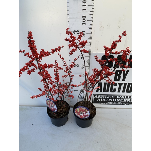 154 - TWO LARGE HOLLY ILEX VERTICILLATA WINTERBERRY IN 5 LTR POTS. APPROX 110-130CM TALL LADEN WITH BERRIE... 