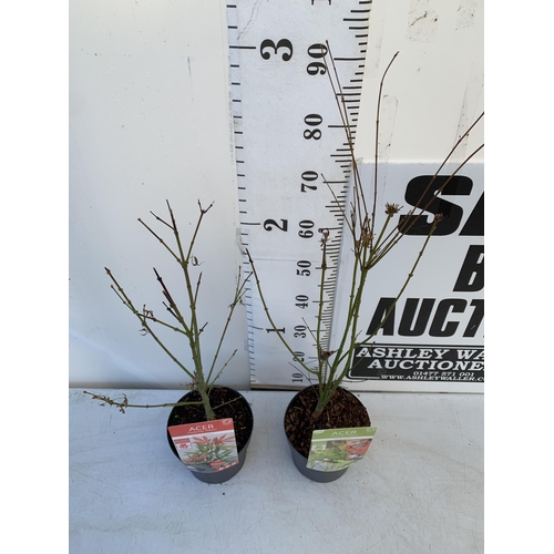 155 - TWO ACER PALMATUMS 'JERRE SCHWARTZ' AND 'GOING GREEN' IN 3 LTR POTS. APPROX 80-100CM IN HEIGHT TO BE... 