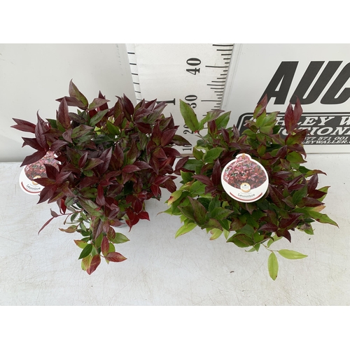 156 - TWO LEUCOTHOE 'SCARLETTA ZEBLID' IN 2 LTR POTS. GREAT COLOUR SHRUBS APPROX 40-50CM IN HEIGHT. TO BE ... 