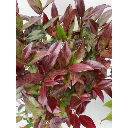 156 - TWO LEUCOTHOE 'SCARLETTA ZEBLID' IN 2 LTR POTS. GREAT COLOUR SHRUBS APPROX 40-50CM IN HEIGHT. TO BE ... 