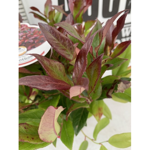 156 - TWO LEUCOTHOE 'SCARLETTA ZEBLID' IN 2 LTR POTS. GREAT COLOUR SHRUBS APPROX 40-50CM IN HEIGHT. TO BE ... 