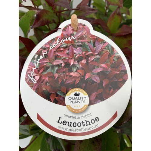 156 - TWO LEUCOTHOE 'SCARLETTA ZEBLID' IN 2 LTR POTS. GREAT COLOUR SHRUBS APPROX 40-50CM IN HEIGHT. TO BE ... 