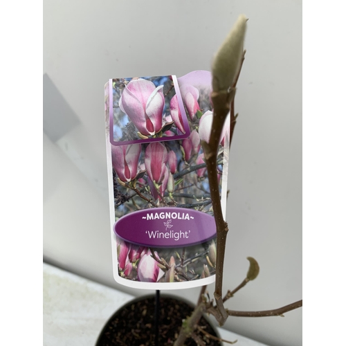 158 - TWO LARGE MAGNOLIA VARIETIES IN BUD- DARK PINK 'WINELIGHT' AND PURPLE 'BLACK TULIP'. IN 5 LTR POTS A... 