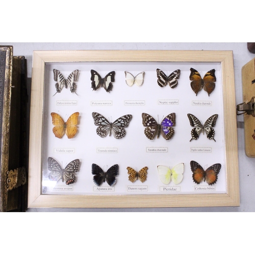 941 - FOURTEEN FRAMED BUTTERFLIES