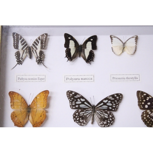 941 - FOURTEEN FRAMED BUTTERFLIES