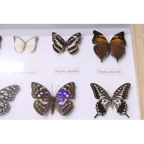 941 - FOURTEEN FRAMED BUTTERFLIES