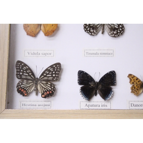 941 - FOURTEEN FRAMED BUTTERFLIES