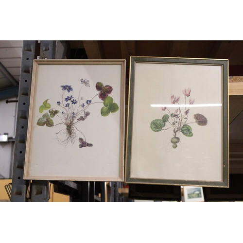 1152 - A PAIR OF VINTAGE FRAMED BOTANICAL PRINTS