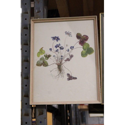 1152 - A PAIR OF VINTAGE FRAMED BOTANICAL PRINTS