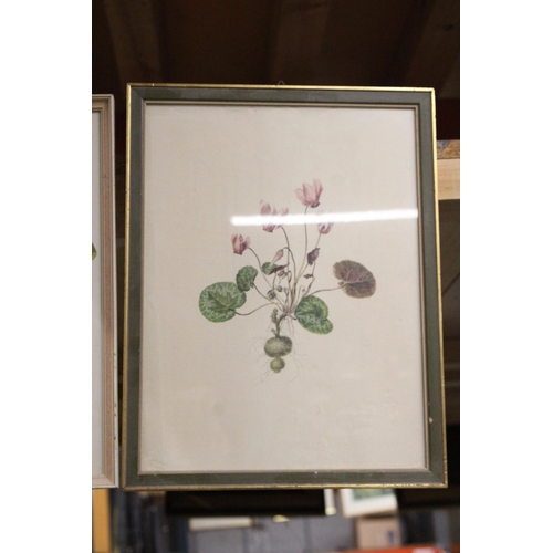 1152 - A PAIR OF VINTAGE FRAMED BOTANICAL PRINTS