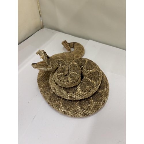 14 - A TAXIDERMY RATTLESNAKE